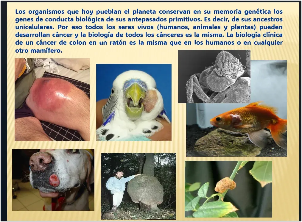 Los organismos conservan en su memoria genética los genes de sus antepasados primitivos