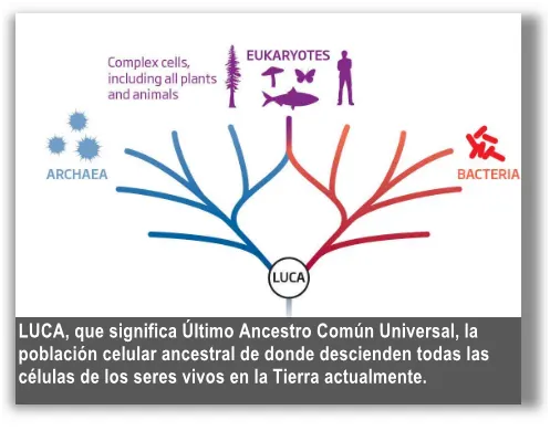 LUCA, ancestro común universal